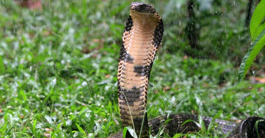 kingcobra kingcobra