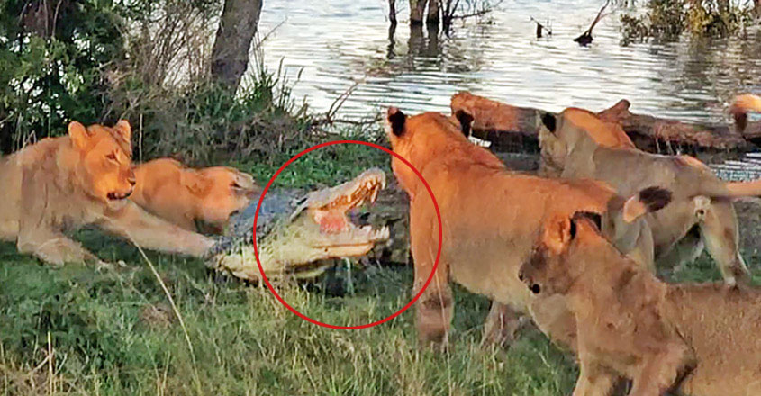 lion-group-video lion-group-video