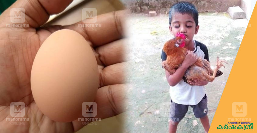 chicken-1 chicken-1