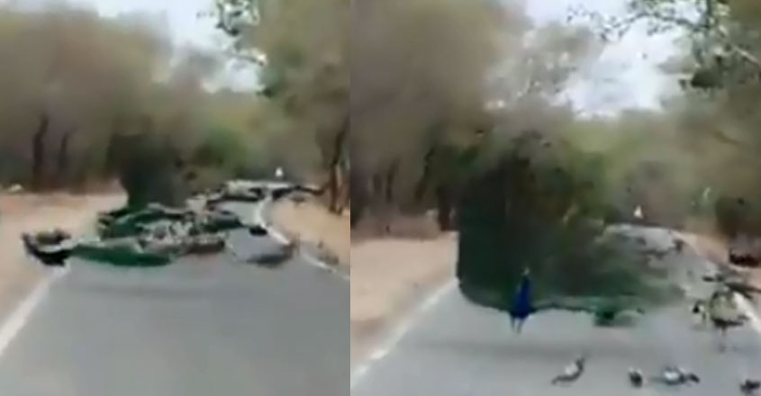 peacock-road peacock-road