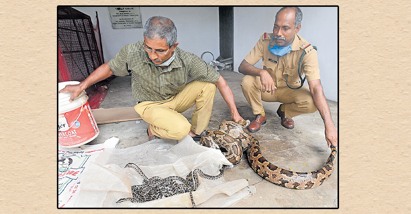 thrissur-snakes thrissur-snakes