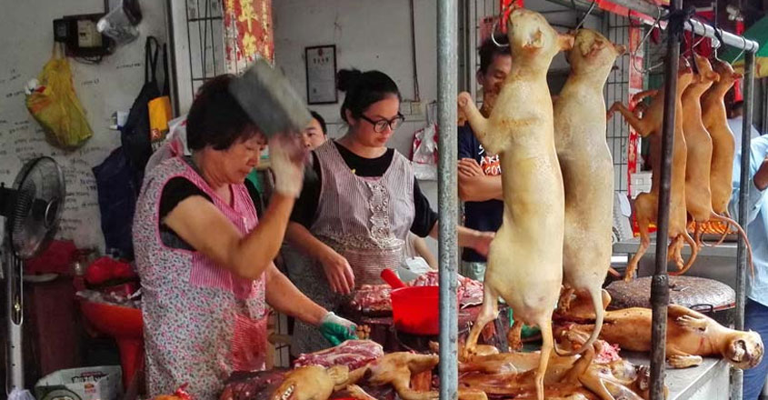 dog-fest-1 dog-fest-1