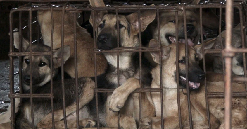 dog-meat-fest- dog-meat-fest-