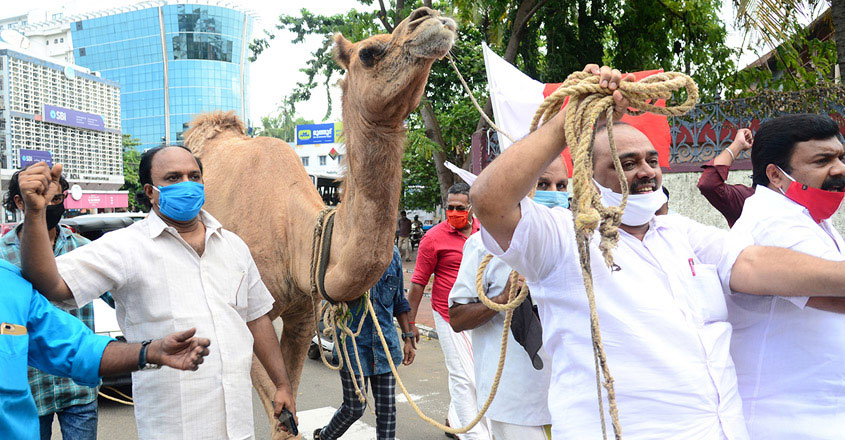 camel-protest camel-protest