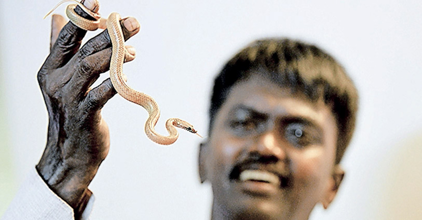 vava-suresh-snake vava-suresh-snake