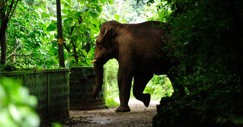 wild-elephant-menance wild-elephant-menance