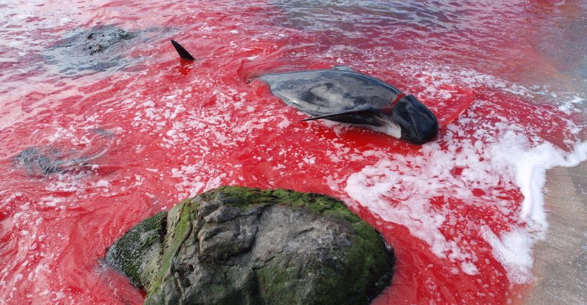 whale-hunt whale-hunt