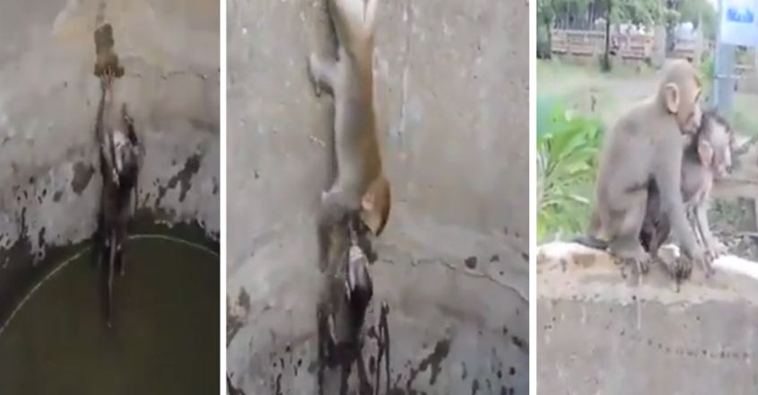 monkey-help monkey-help