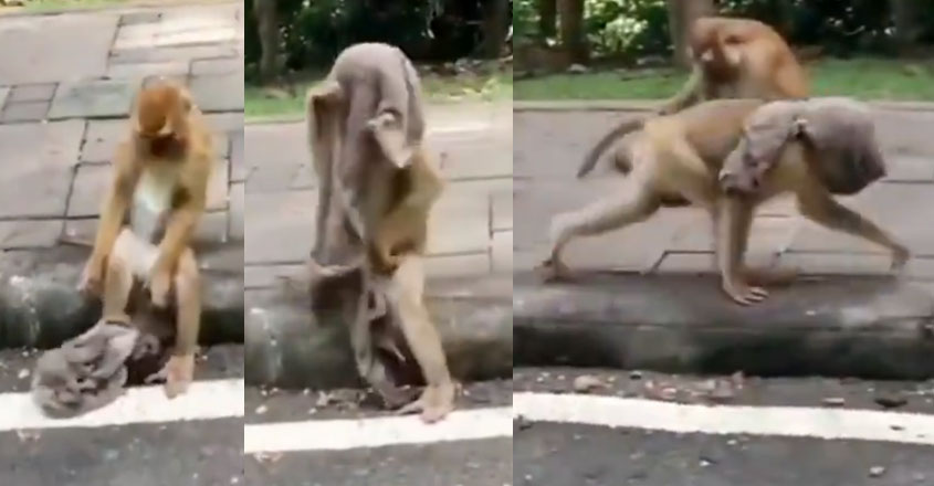 monkey-viral-video