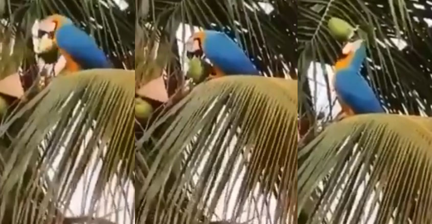 parrot-coconut parrot-coconut