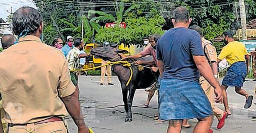 bull-rescue bull-rescue