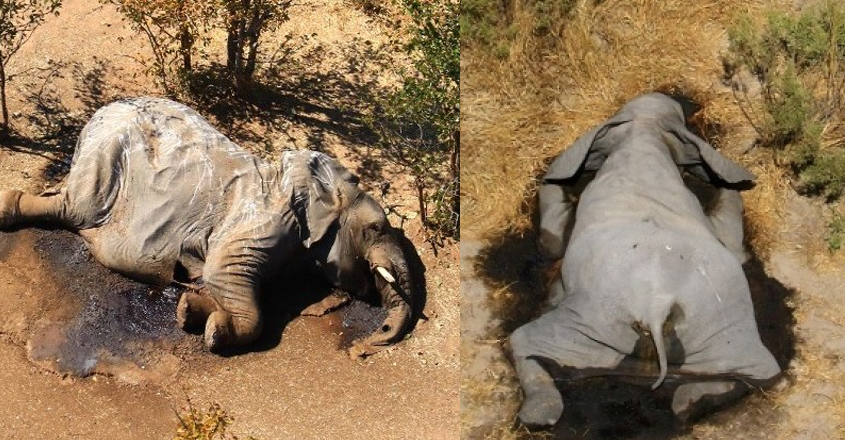 elephant-death elephant-death