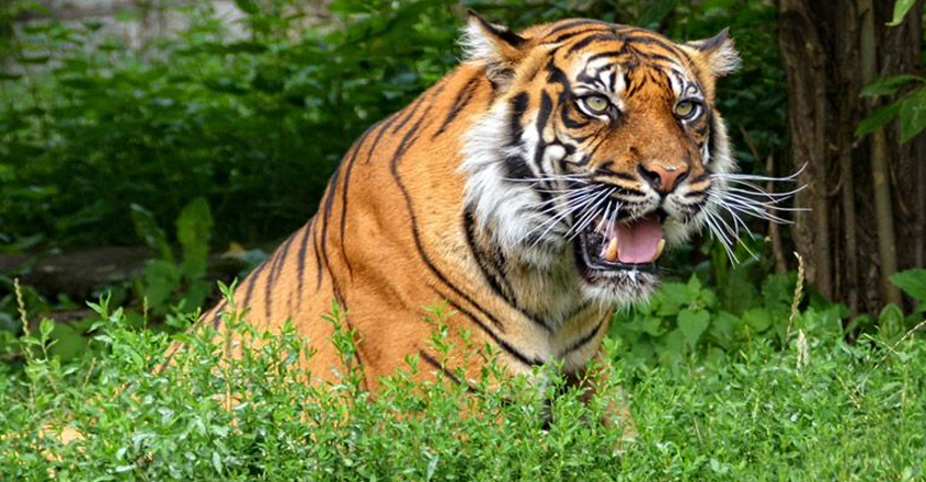 tiger-07-08 tiger-07-08