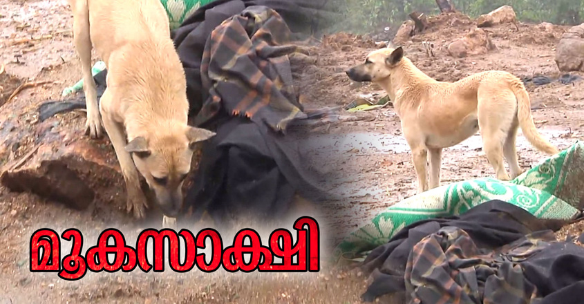 pettimudi-dog pettimudi-dog