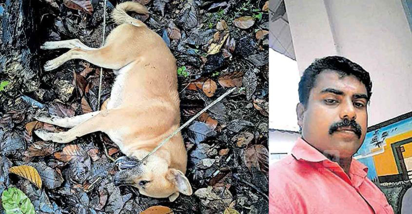appu-dog appu-dog