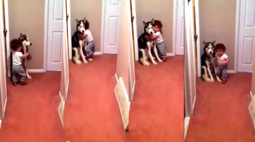 babycarepup babycarepup