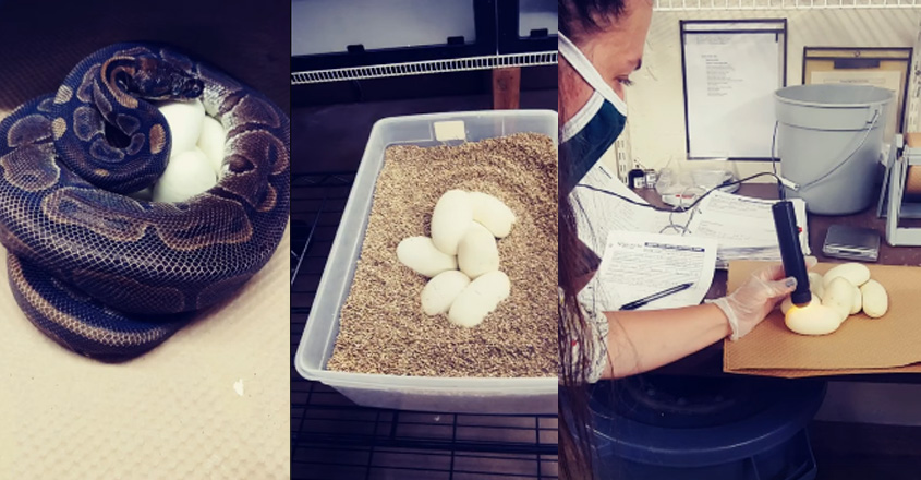 snake-egg snake-egg