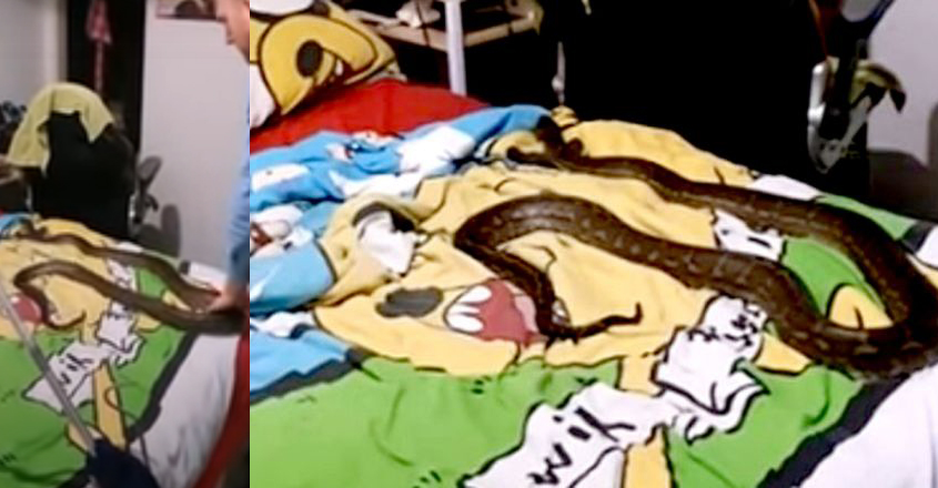 snake4 snake4