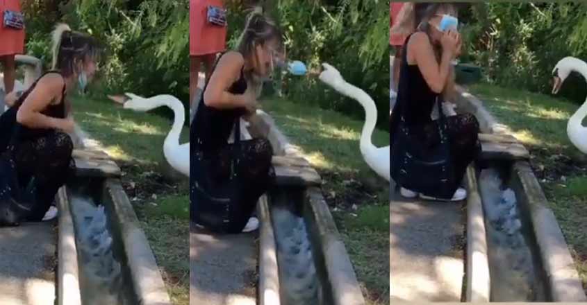 swan-mask swan-mask