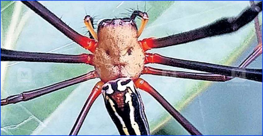 kasargod-spider.jpg.image.845.440 kasargod-spider.jpg.image.845.440