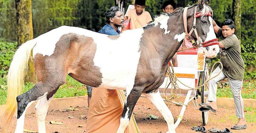kottayam-horse kottayam-horse