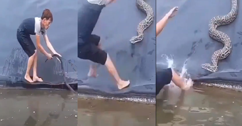 snake-video snake-video