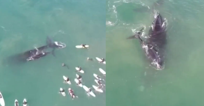 whale-video whale-video