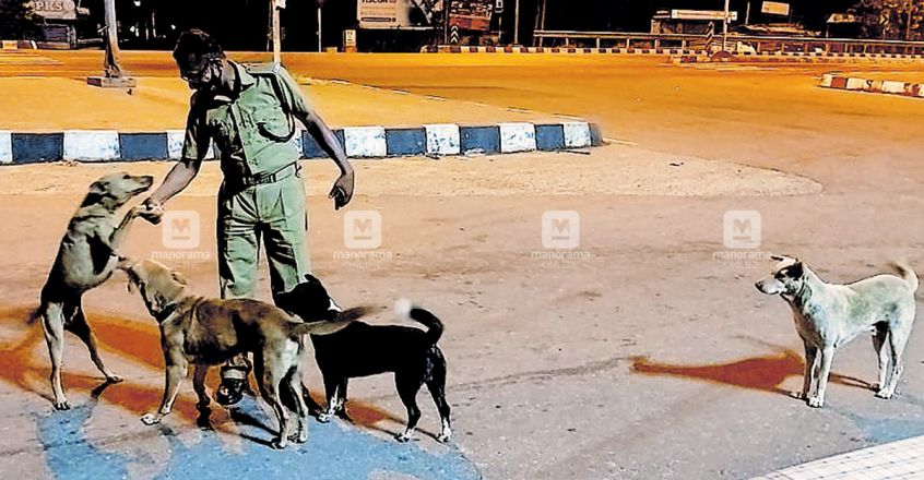 palakkad-home-guard-feed-stray-dogs.jpg.image.845.440 palakkad-home-guard-feed-stray-dogs.jpg.image.845.440