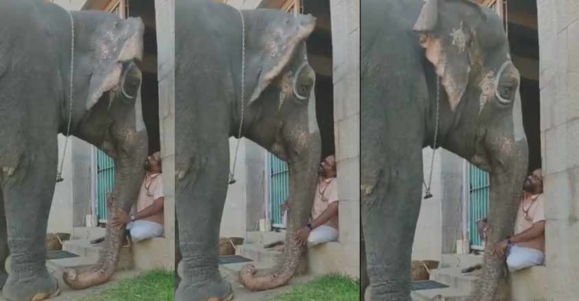 elephant-love elephant-love