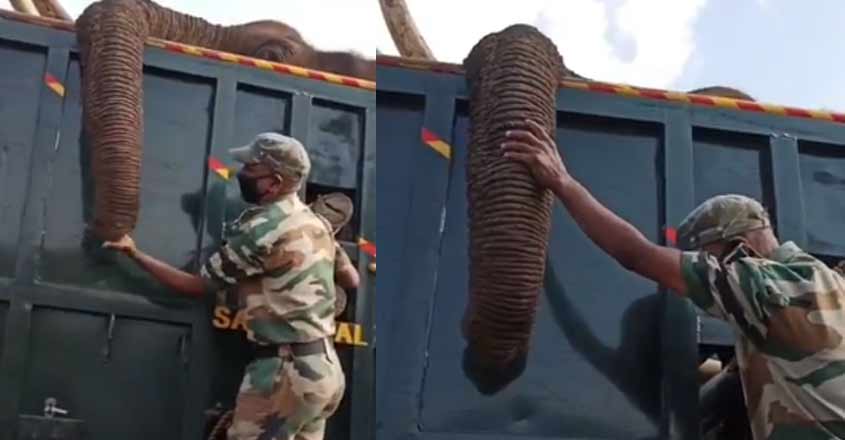 elephant-death-video elephant-death-video