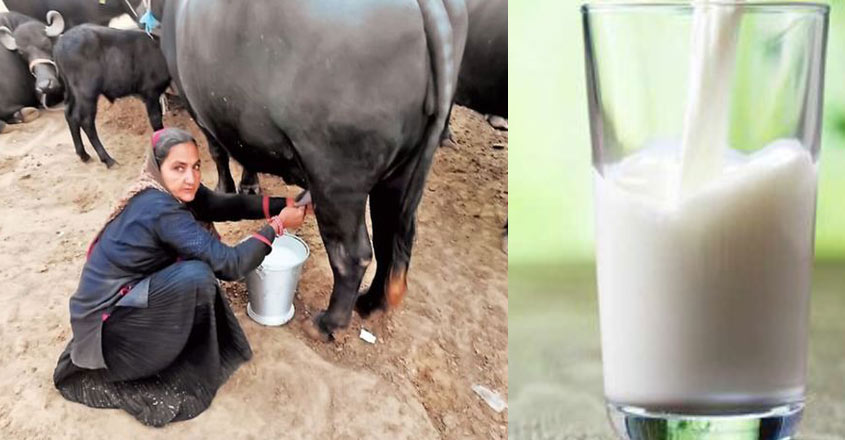 milk-navalbeen milk-navalbeen