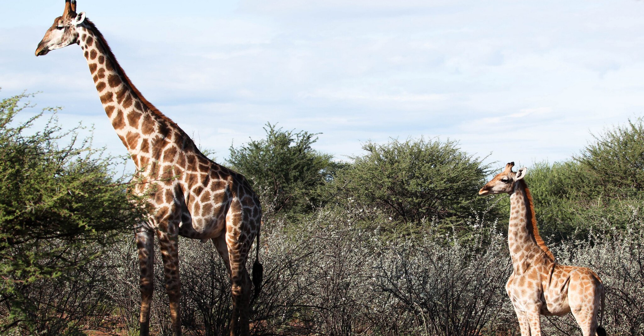 giraffe giraffe
