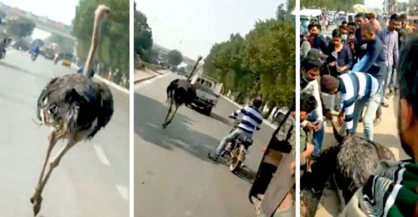 ostrich-runs-through-Pakistani-city-after-private-zoo-escape.jpg.image.845.440 ostrich-runs-through-Pakistani-city-after-private-zoo-escape.jpg.image.845.440
