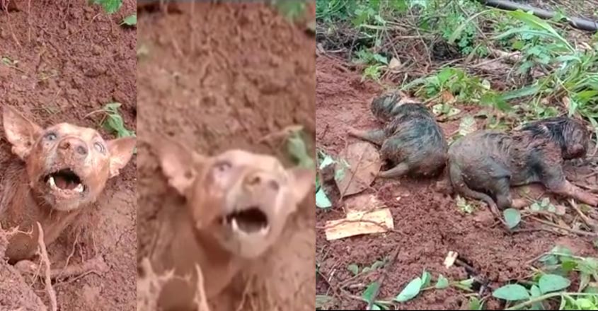 dog-save dog-save