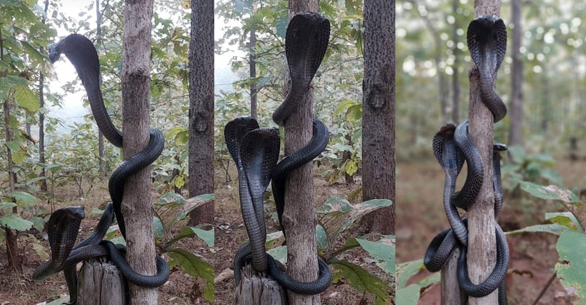 Black-Cobra