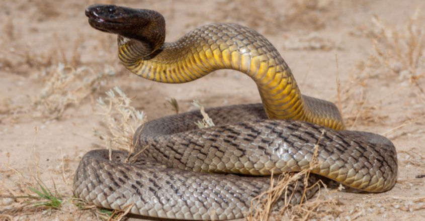 The most venomous snake on land; Dwelling among the mounds; Inland ...