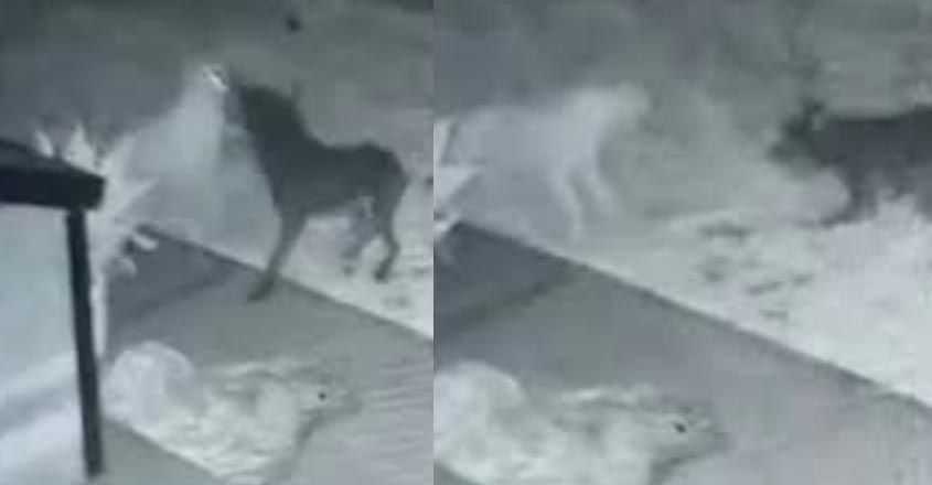 cctv-dog-video cctv-dog-video