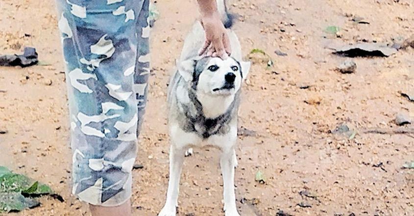 thannithoadu-dog thannithoadu-dog