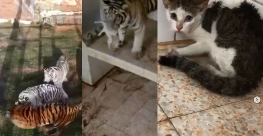 cat-tiger cat-tiger