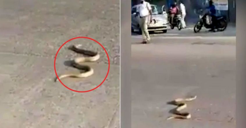 cobra-on-the-road-brings-traffic-to-an-abrupt-halt-in-udupi.jpg.image.845.440 cobra-on-the-road-brings-traffic-to-an-abrupt-halt-in-udupi.jpg.image.845.440