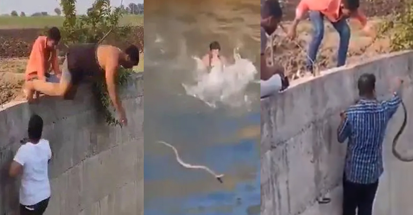 snake snake