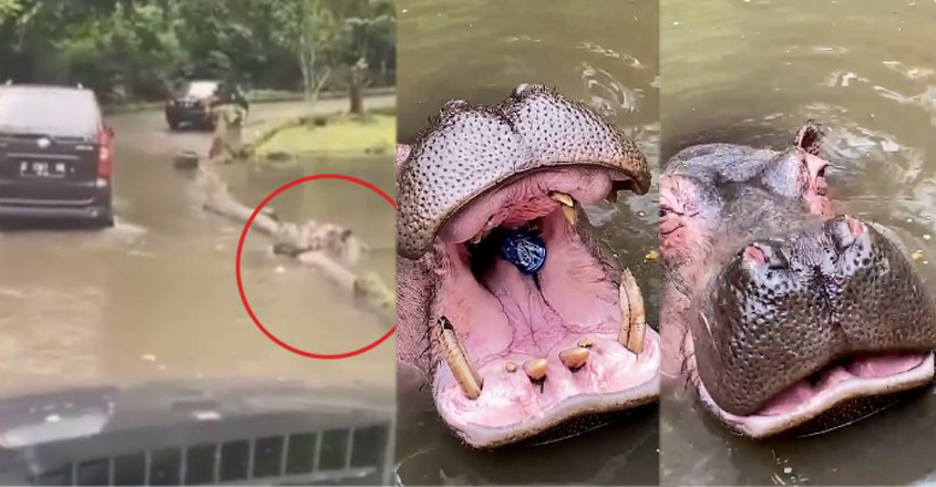 hippo-lady-plastic-bottle