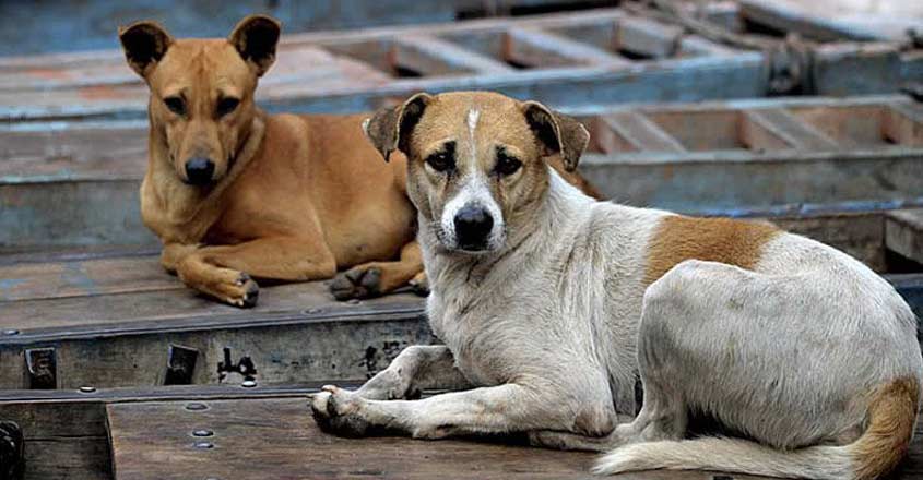 dog-mumbai-attack dog-mumbai-attack