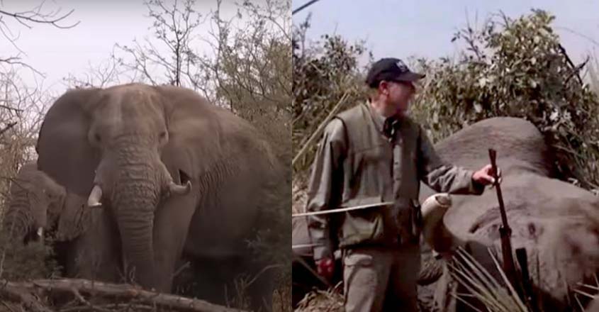 elephant-new-video elephant-new-video