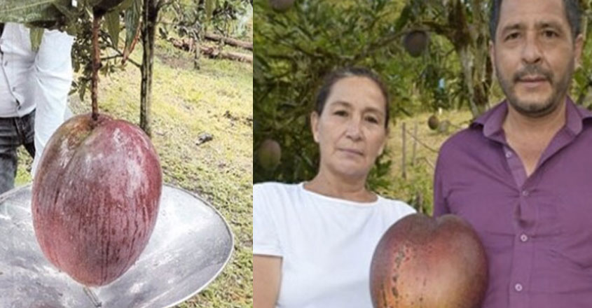 heavy-mango heavy-mango