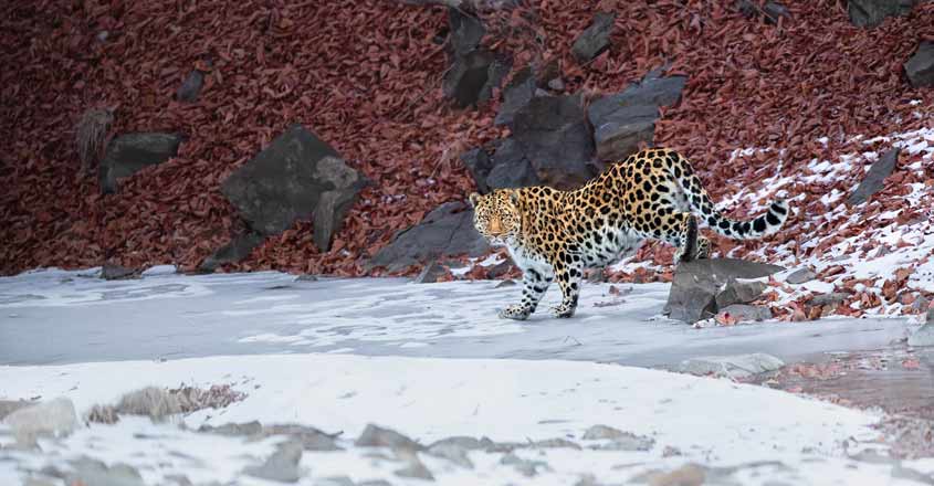 leopard leopard