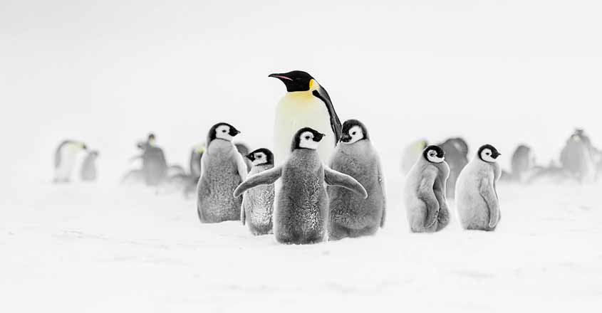 penguine penguine