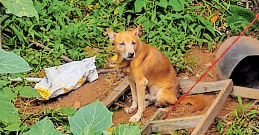 dog-bruno dog-bruno