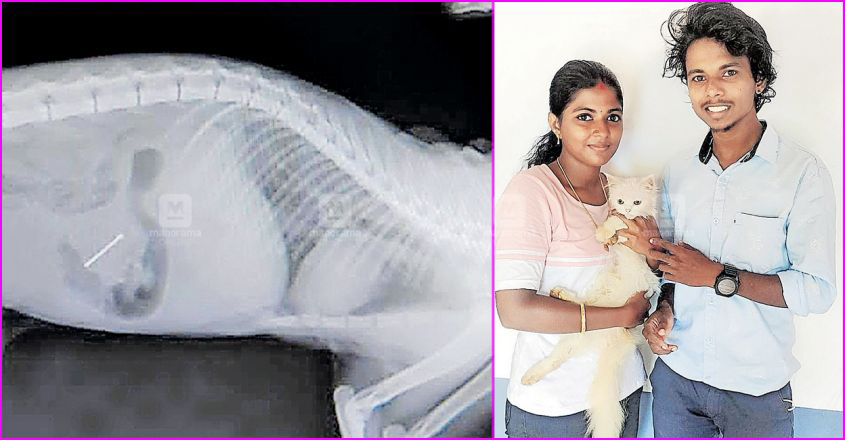 cat-surgery cat-surgery