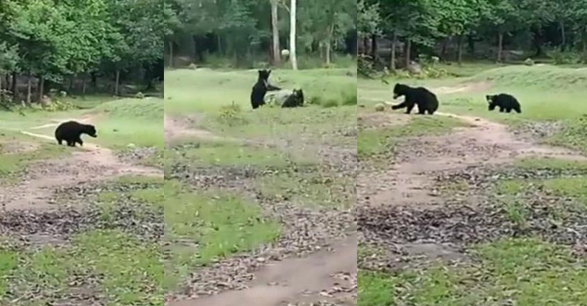 bear-14 bear-14